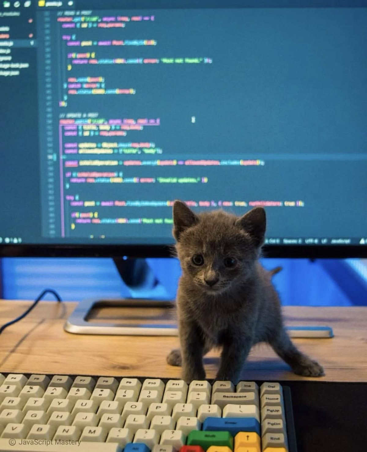 Coder Cat :D